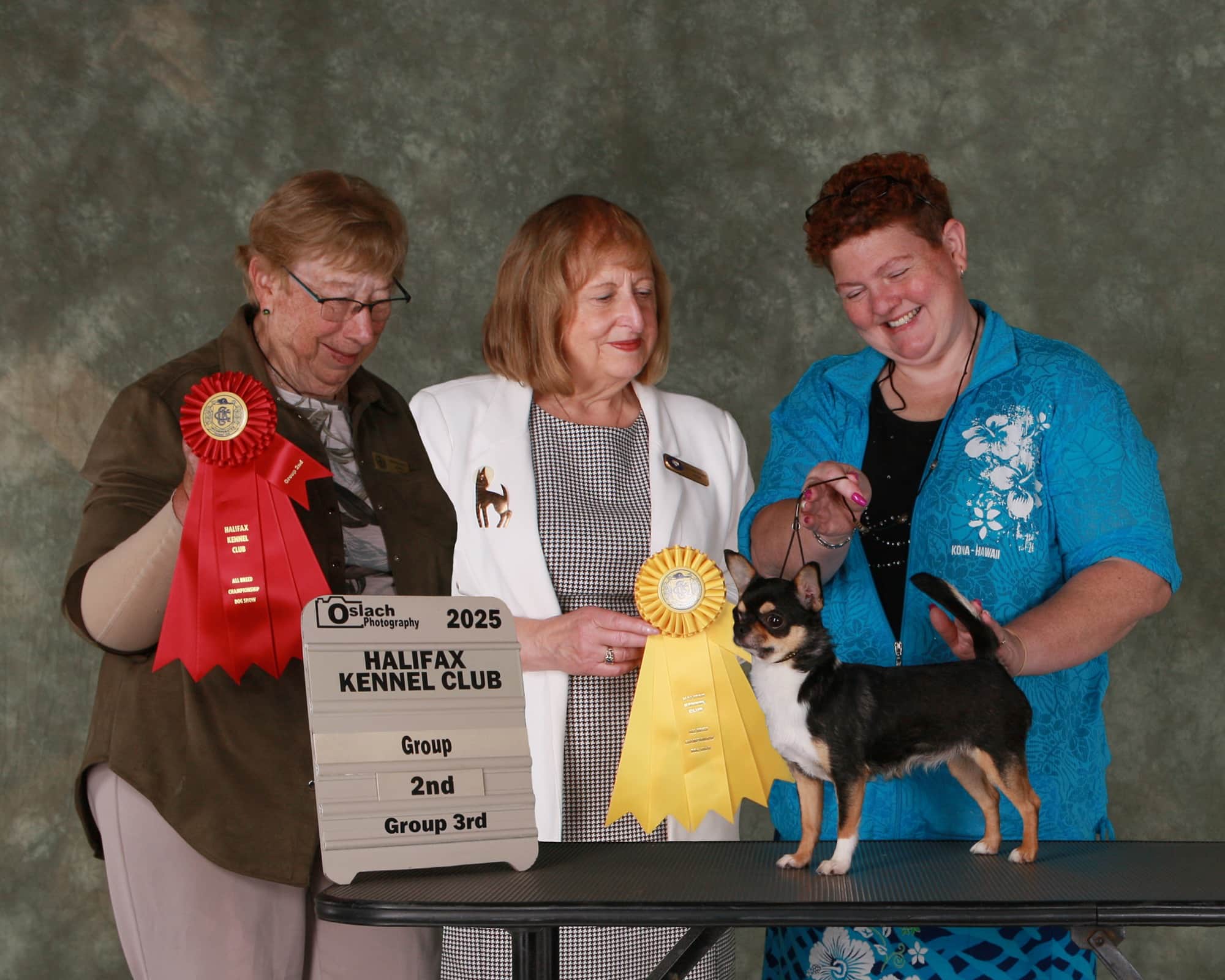 Chihuahua Indya de l'Élevage Deloka primée en exposition canine