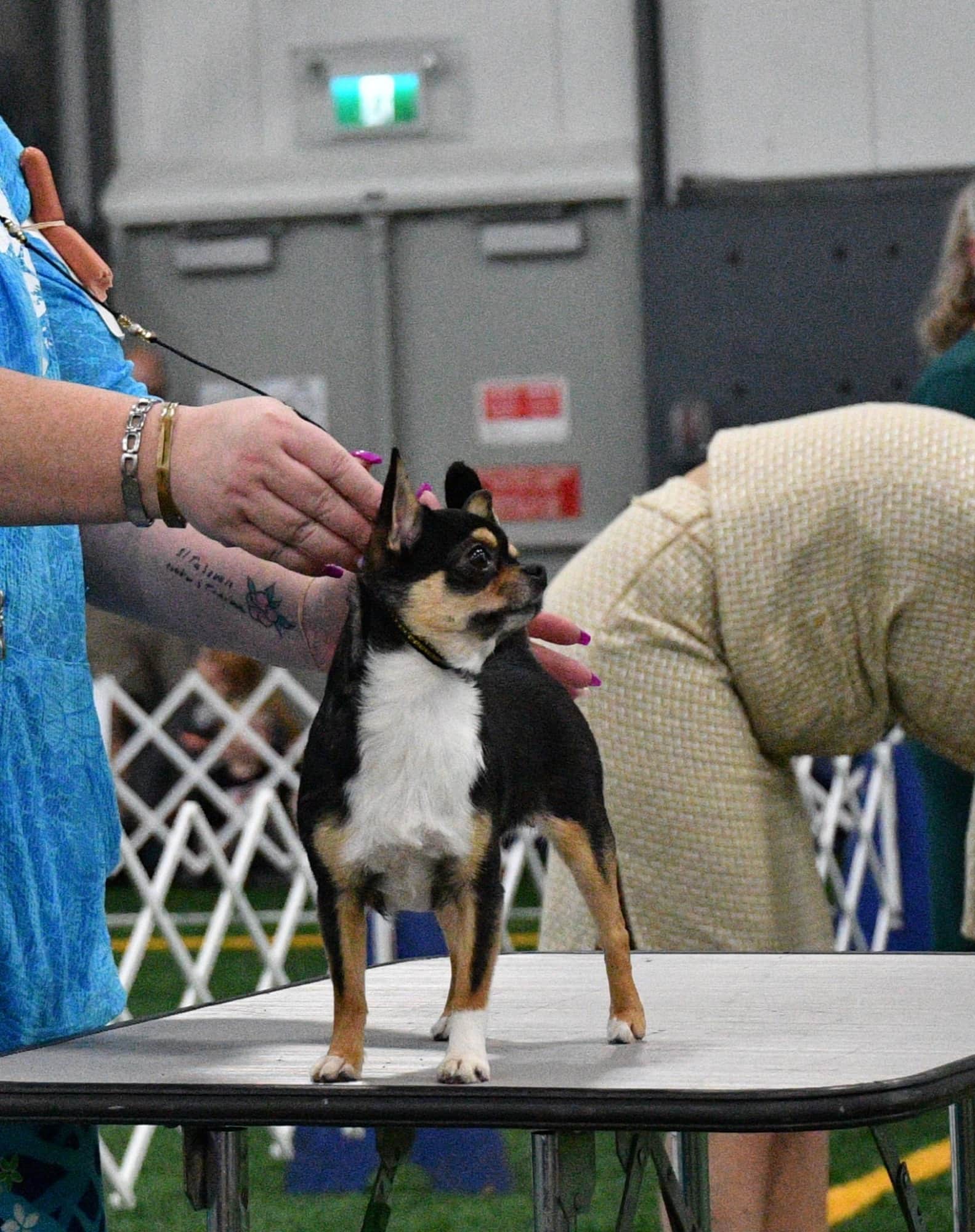 Chihuahua Indya de l'Élevage Deloka posée sur une table de présentation