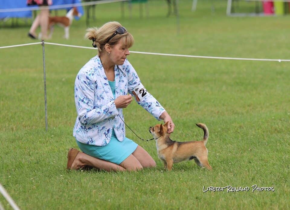 Jack en exposition canine à Sainte-Anne — Élevage Deloka