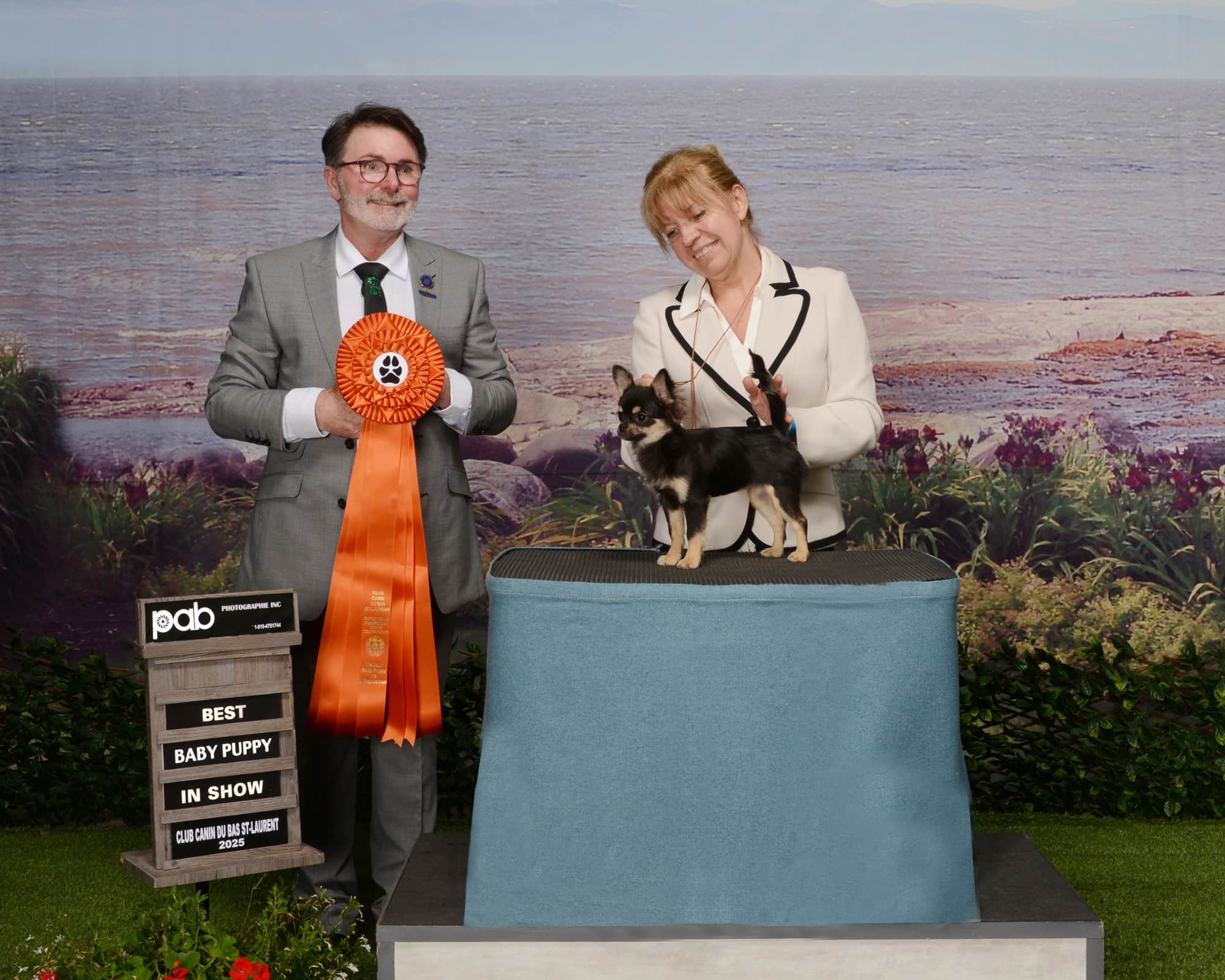 Chihuahua Marie en exposition canine à Rimouski — Élevage Deloka