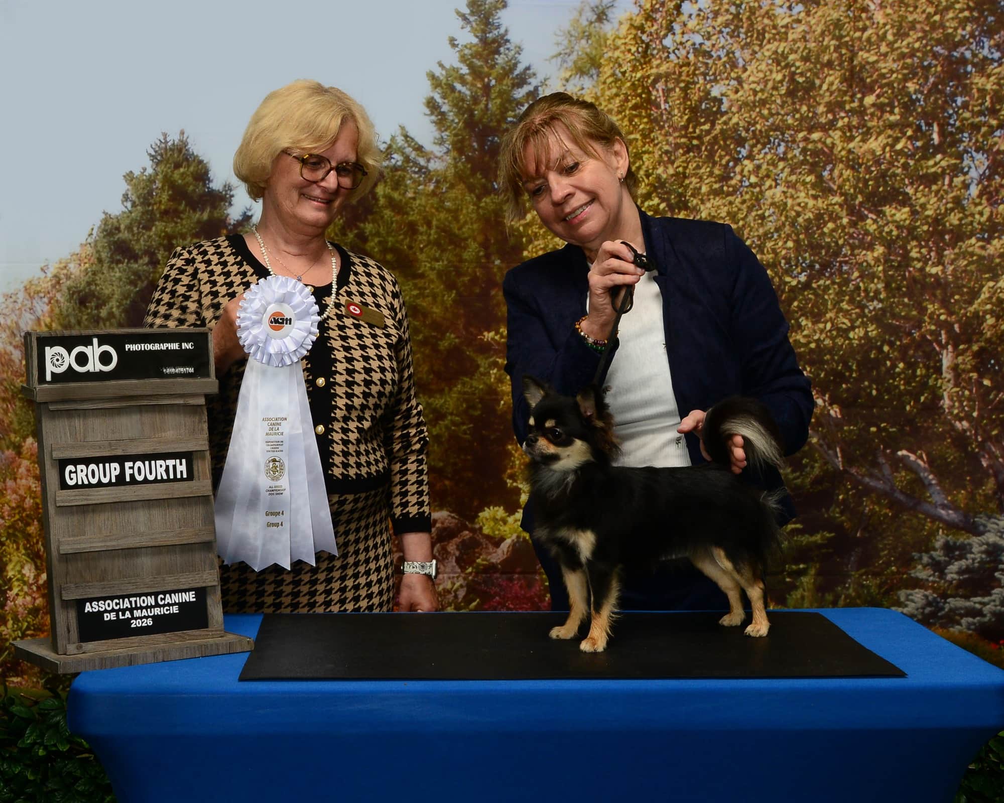 Chihuahua Marie présentée par sa handler en exposition à Sainte-Anne — Élevage Deloka