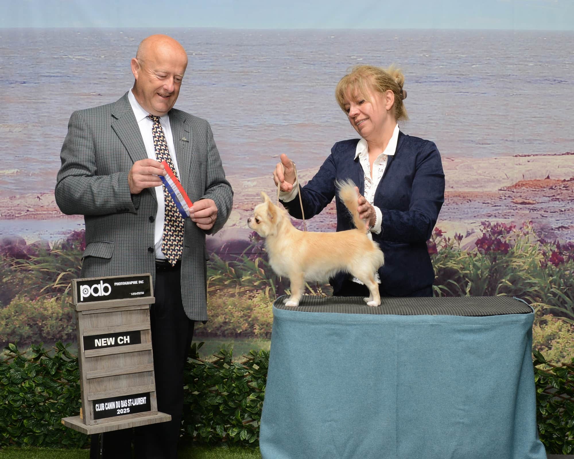 Chihuahua Pénélope en exposition canine à Rimouski — Élevage Deloka