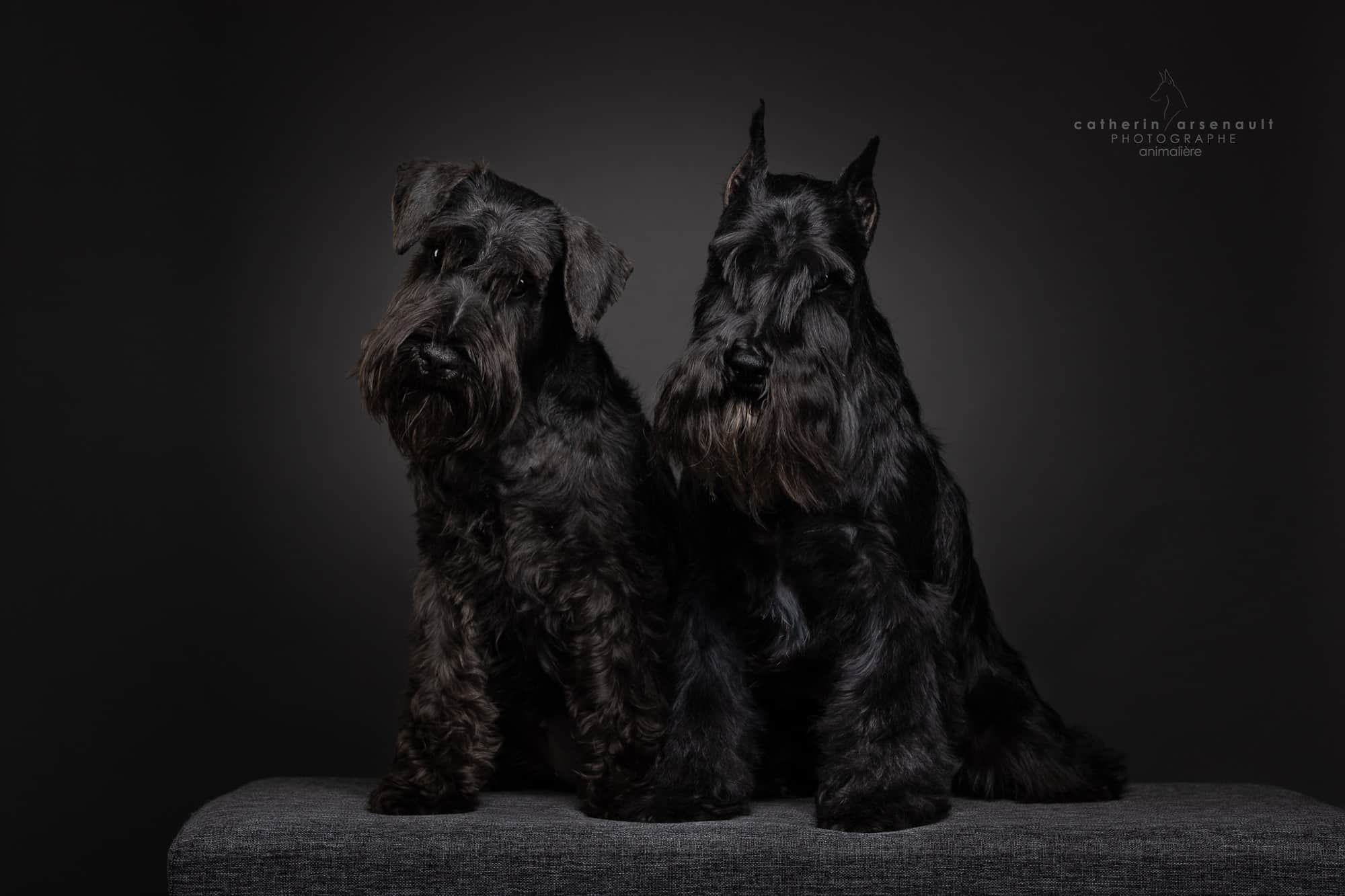 Deux schnauzers nains noirs de l'Élevage Deloka sur fond de studio