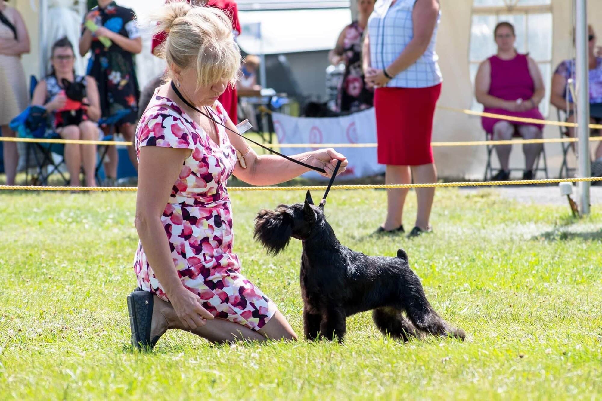 Hope en exposition canine nationale à Sainte-Foy — Élevage Deloka
