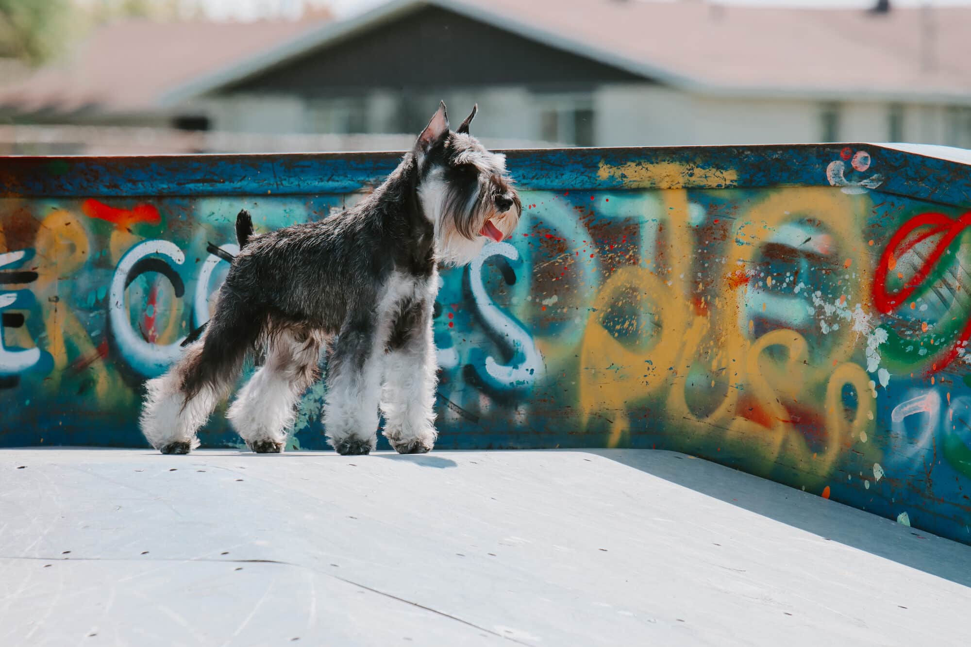 Ch. Jon, mâle schnauzer nain sel et poivre de l'Élevage Deloka, en milieu urbain