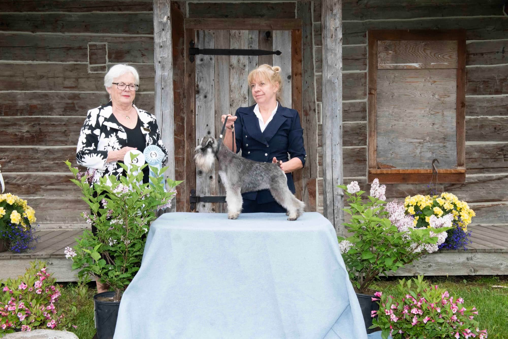 Femelle schnauzer nain Ophelia en exposition à Brome — Élevage Deloka