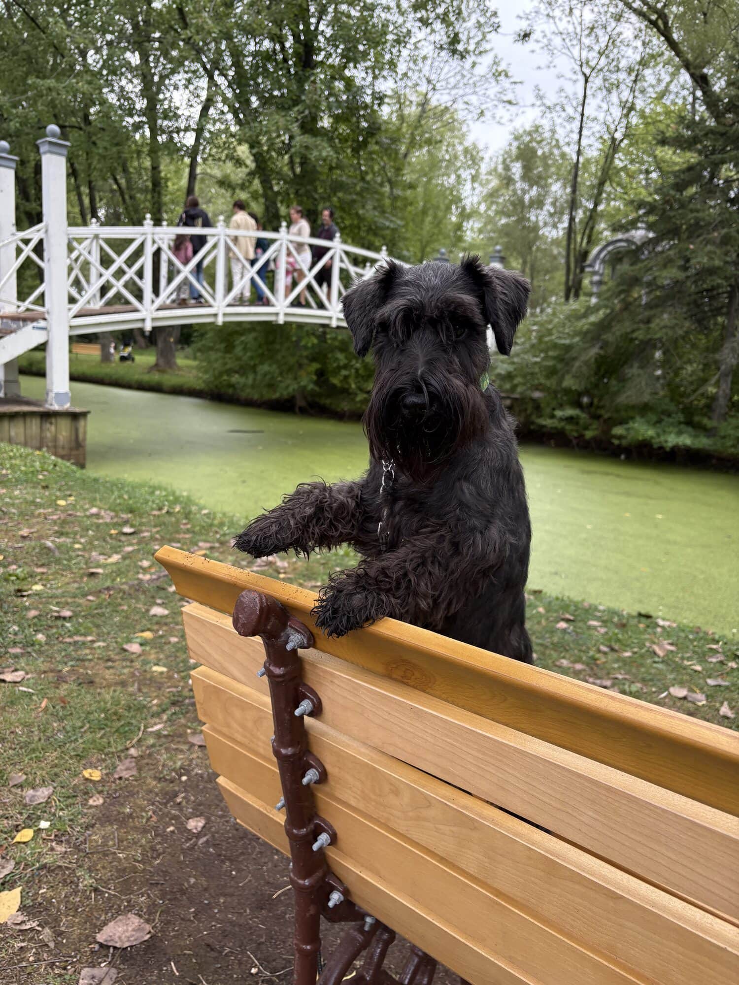 Simone, schnauzer nain noir, sur un parcours d'agilité — Élevage Deloka