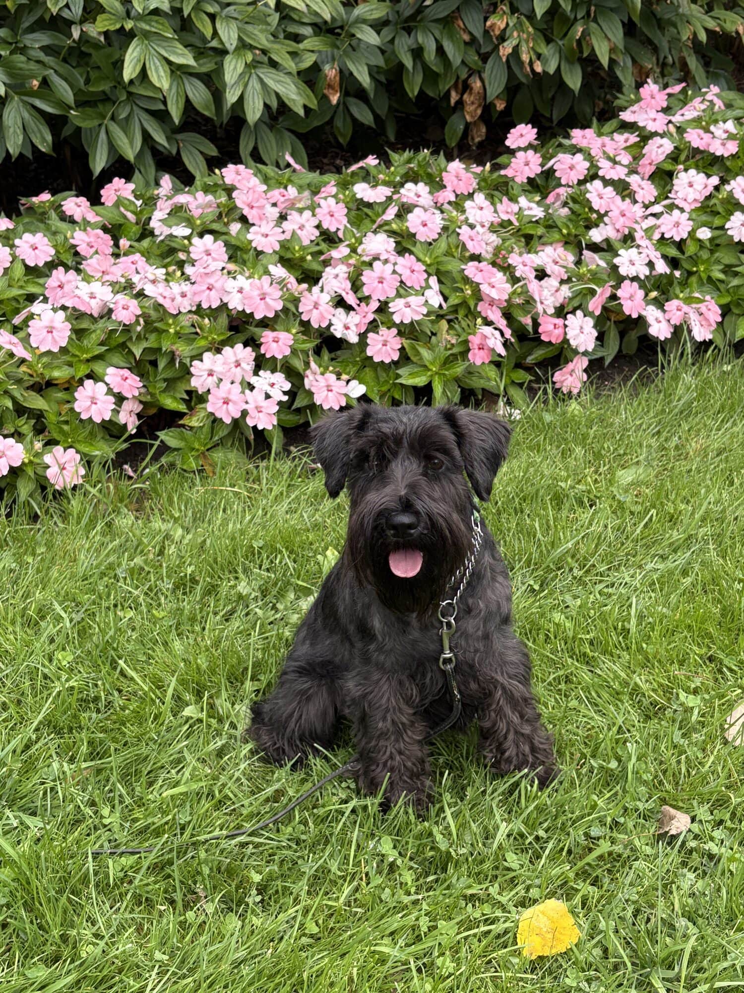 Simone, schnauzer nain noir de l'Élevage Deloka, assise dans les fleurs