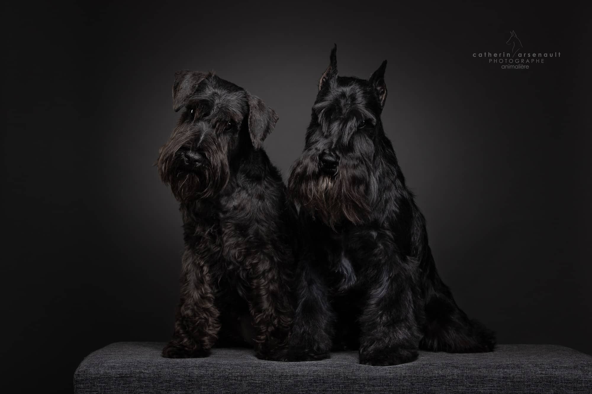 Schnauzer nain