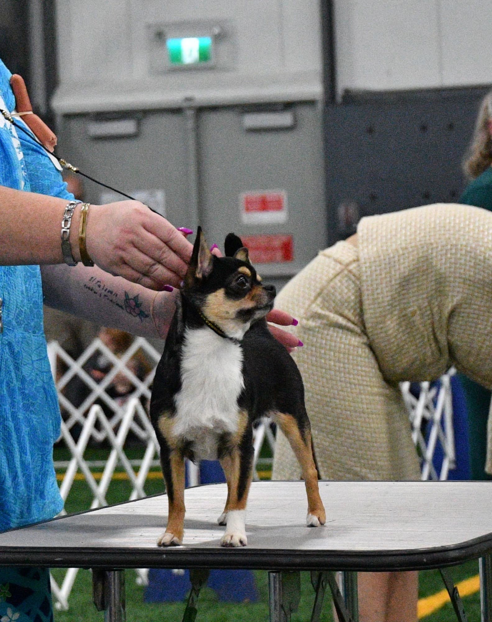 Chihuahua de l'Élevage Deloka posé sur une table de présentation