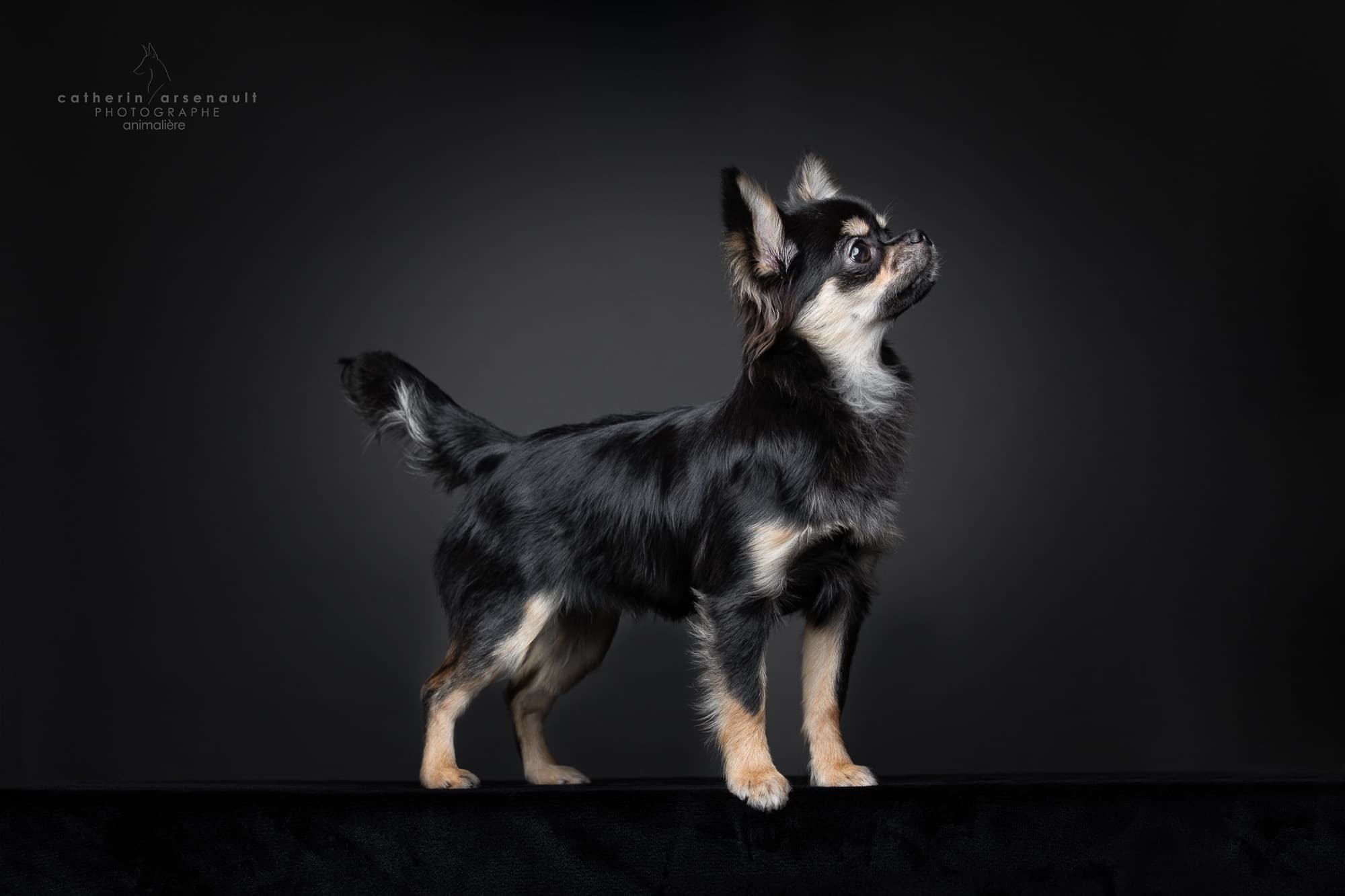Chihuahua noir à poil long de l'Élevage Deloka en studio