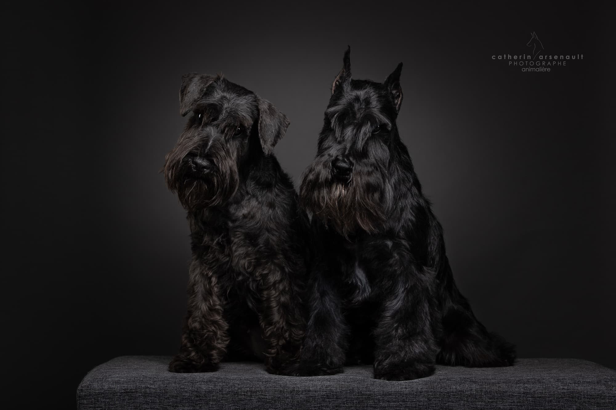 Schnauzers nains noirs de l'Élevage Deloka en studio